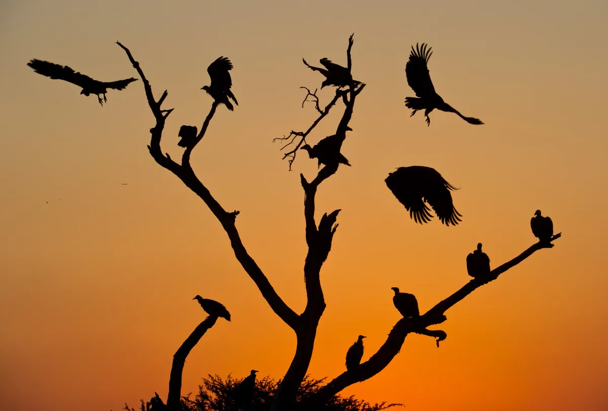 Chobe River – Pangolin Voyager Houseboat
