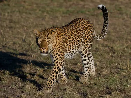 African safari photograph by From Dreams To Africa