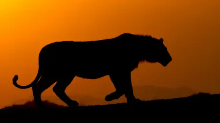 African safari photograph by From Dreams To Africa