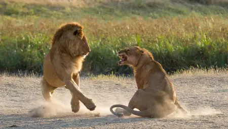 African safari photograph by From Dreams To Africa