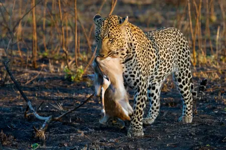 African safari photograph by From Dreams To Africa