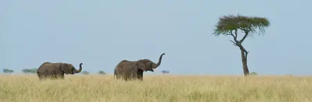 African safari photograph by From Dreams To Africa