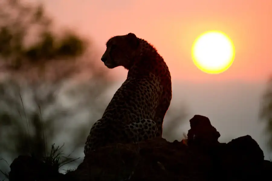 The Best of Kenya & Tanzania – Kenya & Tanzania safari