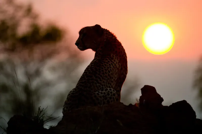 The Best of Kenya & Tanzania