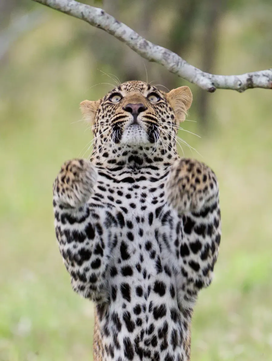 Amboseli & Chyulu Hills – Tortilis Camp