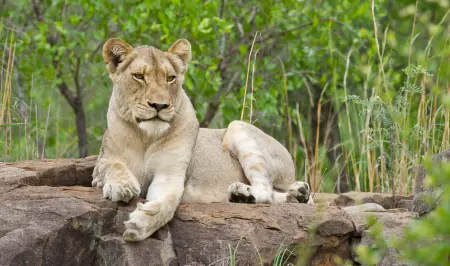 African safari photograph by From Dreams To Africa
