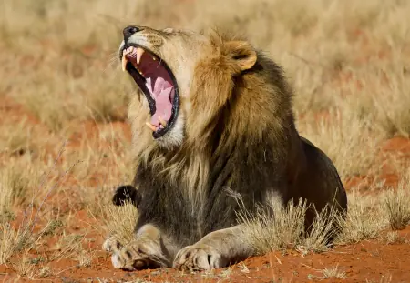 African safari photograph by From Dreams To Africa