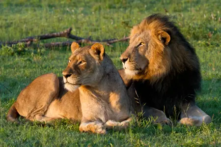African safari photograph by From Dreams To Africa