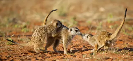 African safari photograph by From Dreams To Africa