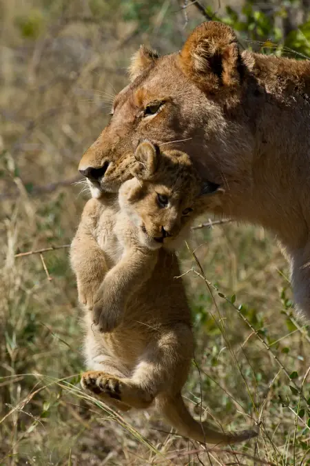 African safari photograph by From Dreams To Africa