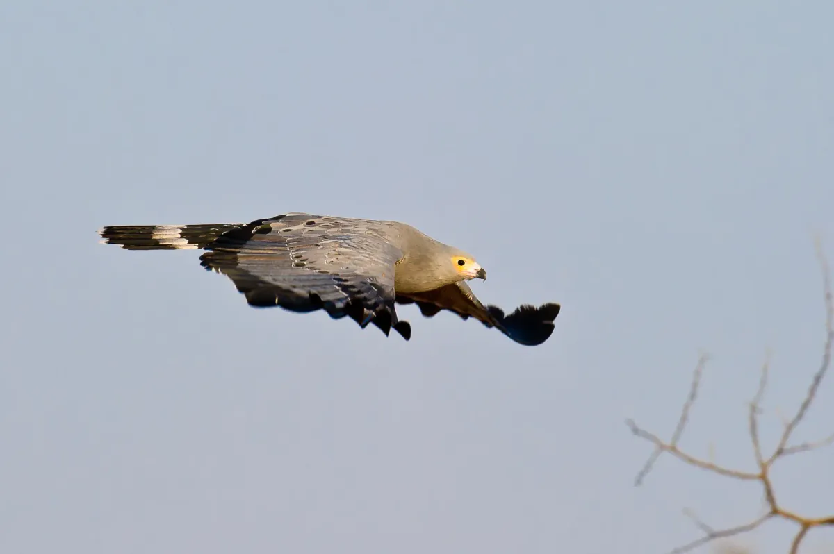 Central Okavango – Moremi Crossing