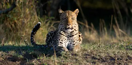 African safari photograph by From Dreams To Africa