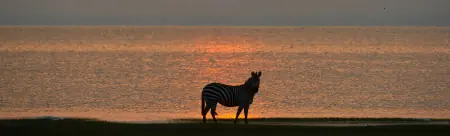 African safari photograph by From Dreams To Africa