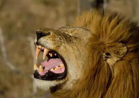African safari photograph by From Dreams To Africa
