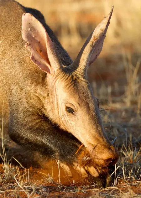 African safari photograph by From Dreams To Africa
