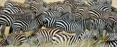 African safari photograph by From Dreams To Africa