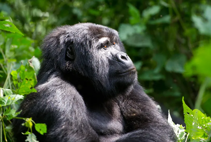 A Classic Journey Through Botswana