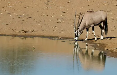 African safari photograph by From Dreams To Africa