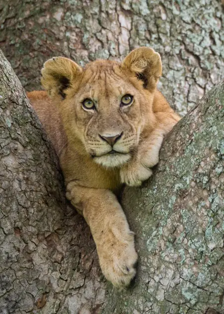 African safari photograph by From Dreams To Africa