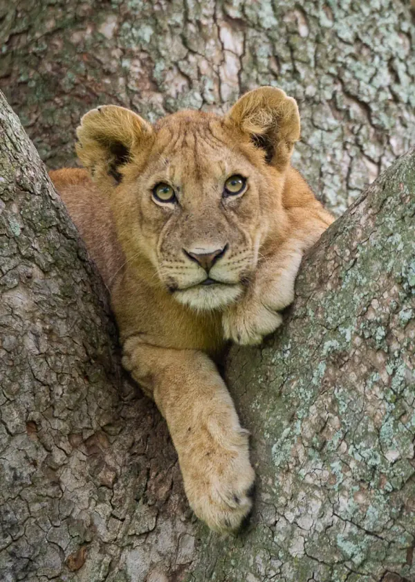 Ngorongoro Crater, Tanzania – &Beyond Ngorongoro Crater Lodge