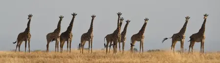 African safari photograph by From Dreams To Africa