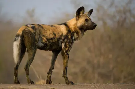 African safari photograph by From Dreams To Africa