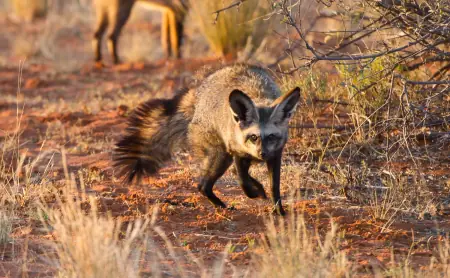 African safari photograph by From Dreams To Africa