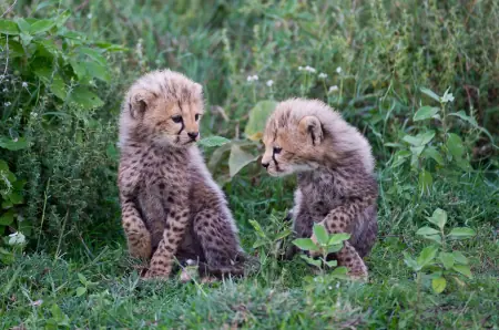 African safari photograph by From Dreams To Africa