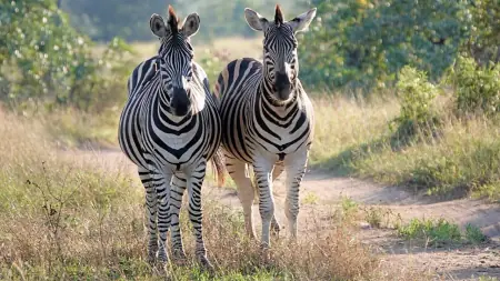 African safari photograph by From Dreams To Africa