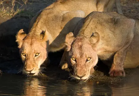 African safari photograph by From Dreams To Africa