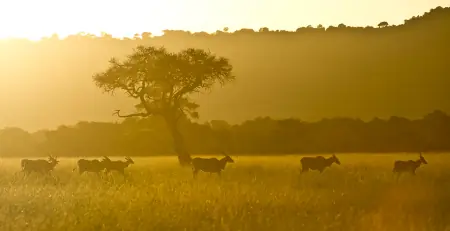 African safari photograph by From Dreams To Africa
