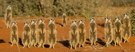 African safari photograph by From Dreams To Africa