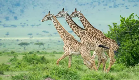 African safari photograph by From Dreams To Africa