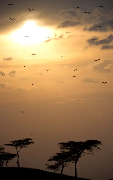 African safari photograph by From Dreams To Africa