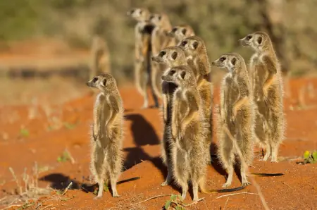 African safari photograph by From Dreams To Africa
