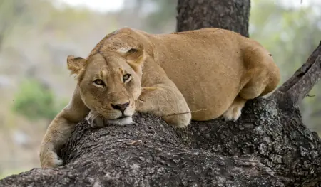 African safari photograph by From Dreams To Africa