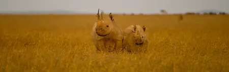 African safari photograph by From Dreams To Africa