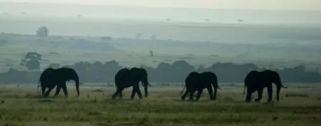 African safari photograph by From Dreams To Africa