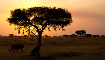 African safari photograph by From Dreams To Africa