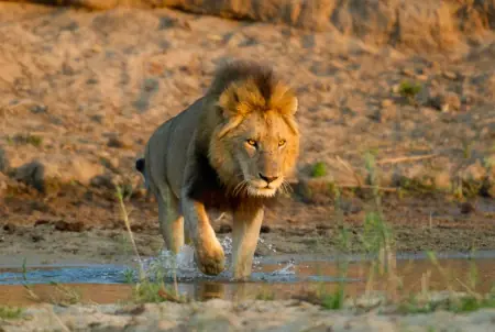 African safari photograph by From Dreams To Africa