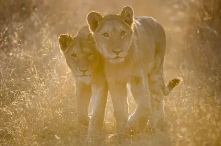 African safari photograph by From Dreams To Africa