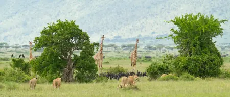 African safari photograph by From Dreams To Africa