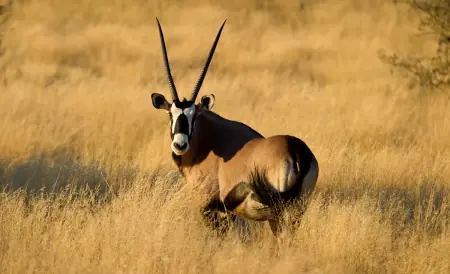 African safari photograph by From Dreams To Africa