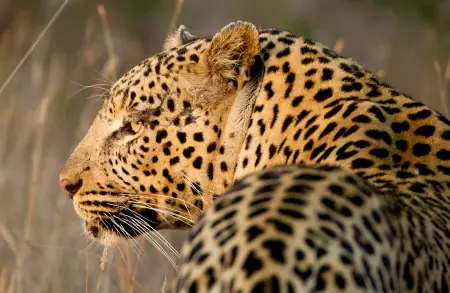 African safari photograph by From Dreams To Africa
