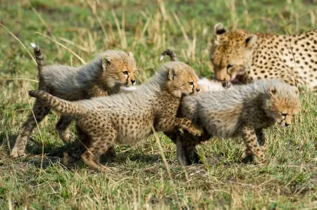 African safari photograph by From Dreams To Africa